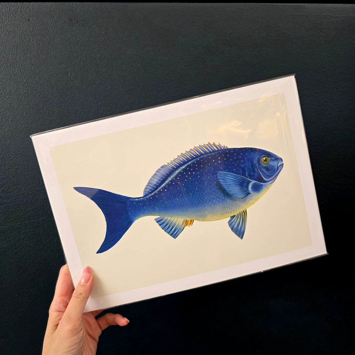 A4 Print Stackpool Collection - Bluefish