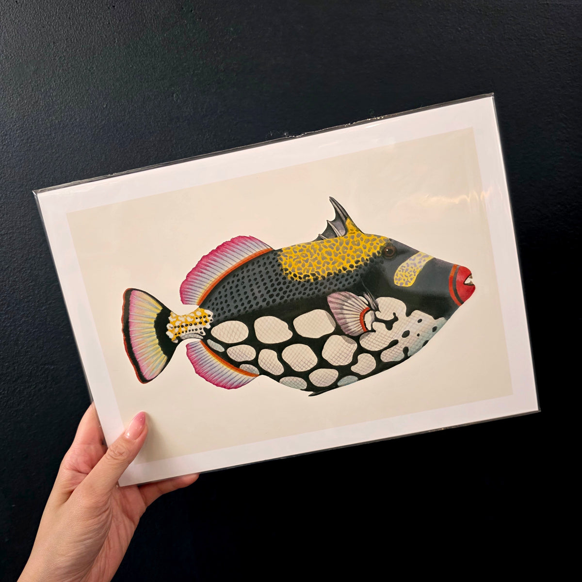 A4 Print Stackpool Collection - Clown Trigger Fish