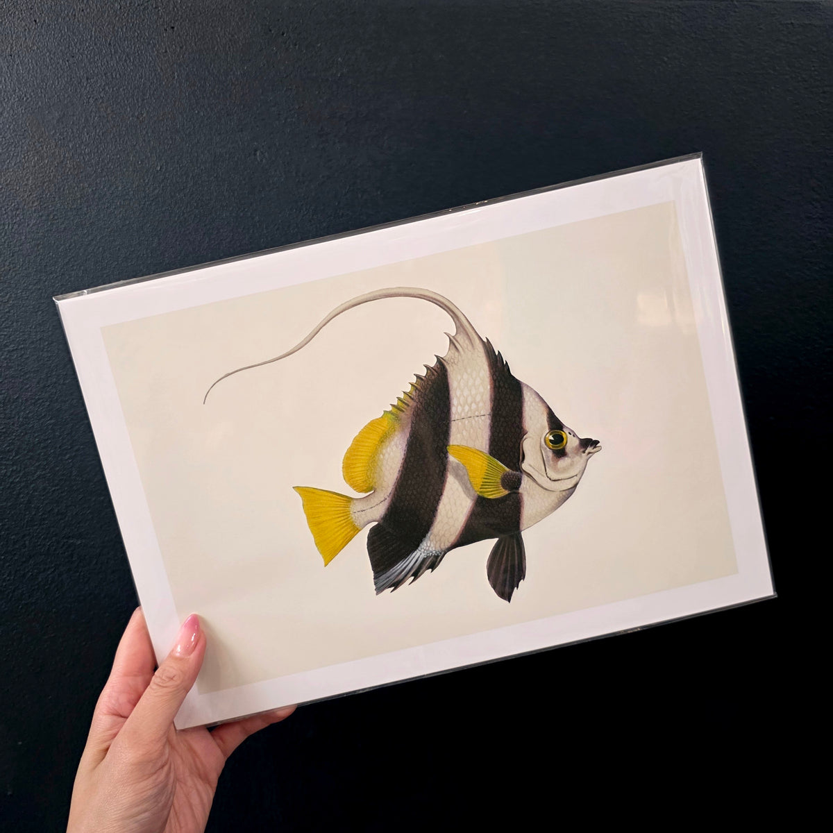 A4 Print Stackpool Collection - Pennant Coralfish
