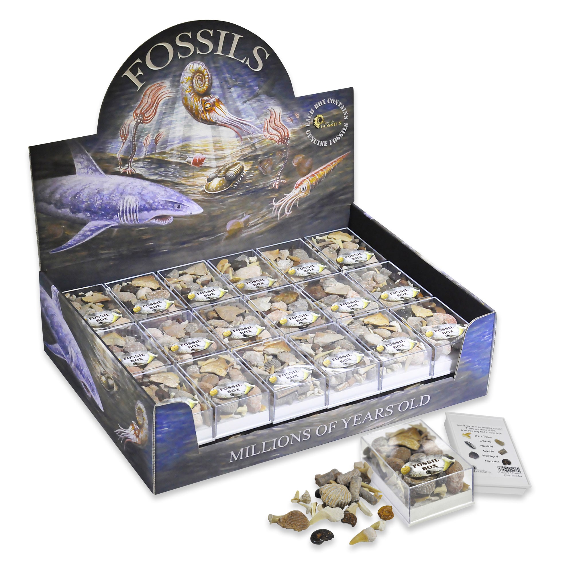 Fossil Collector's Box