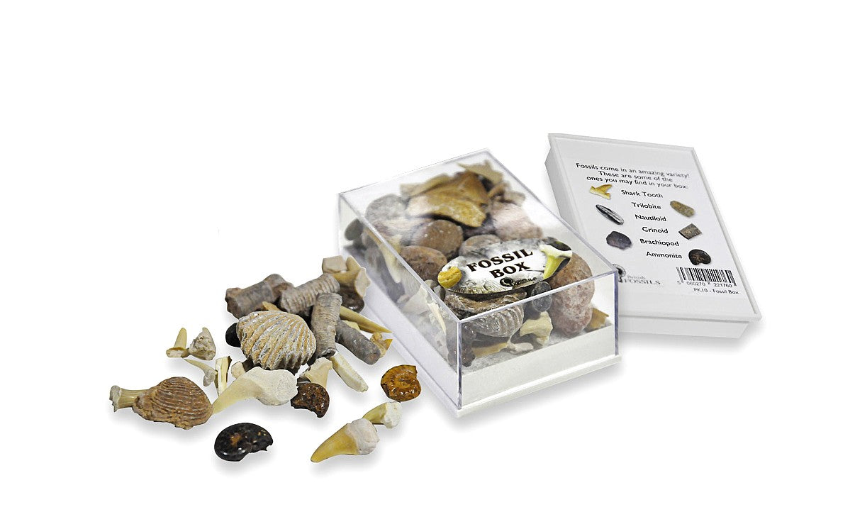 Fossil Collector's Box