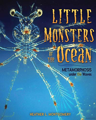 Little Monsters of the Ocean: Metamorphosis Under the Waves