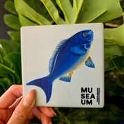 Ceramic Coaster - Stackpool Collection - Bluefish (Square)