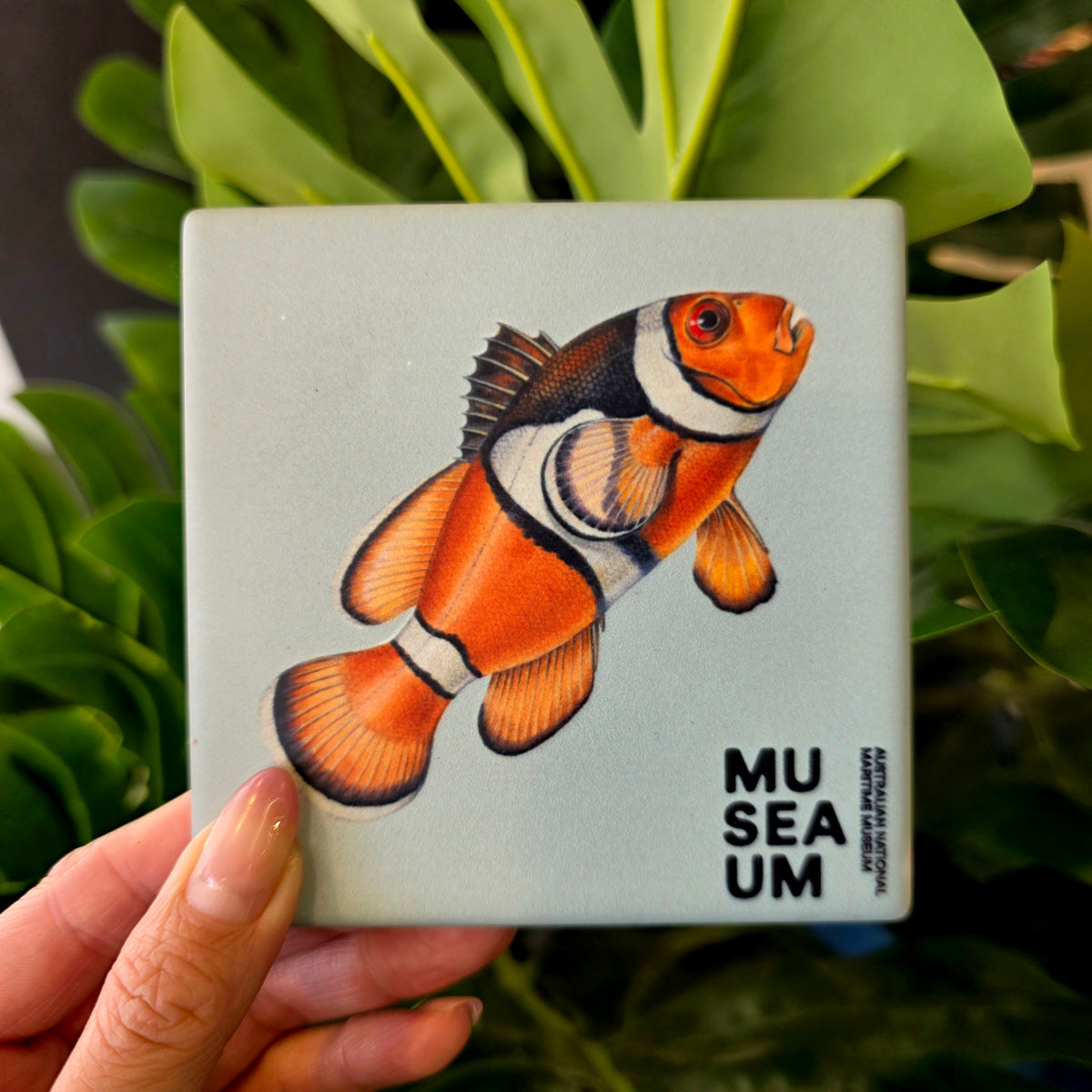 Ceramic Coaster - Stackpool Collection - Orange Anemone Fish (Square)