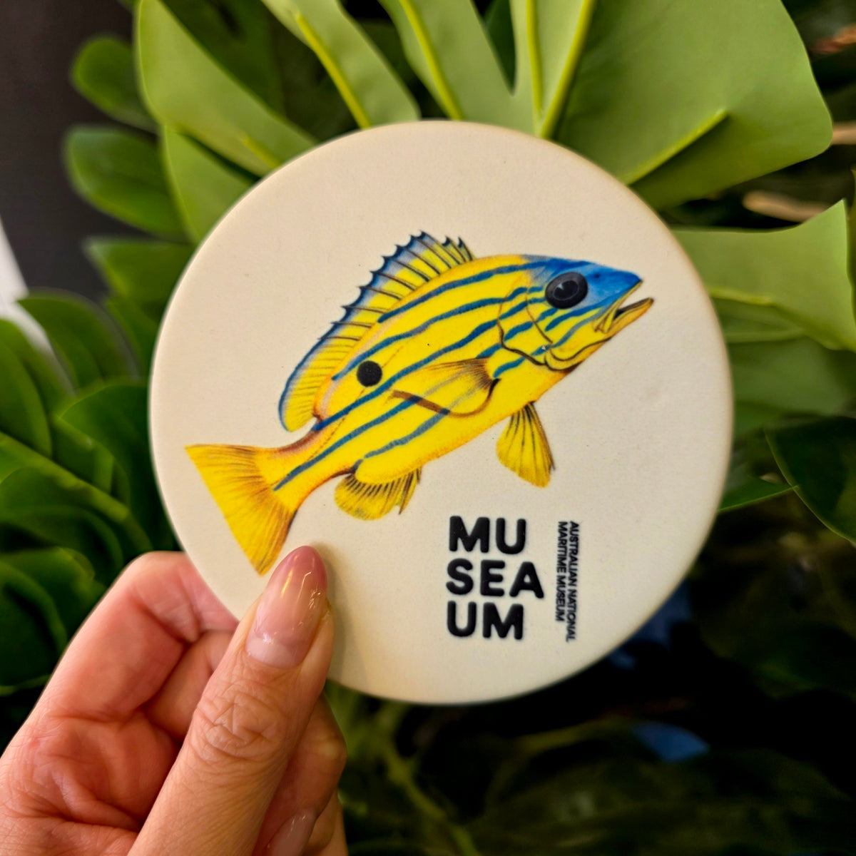 Ceramic Coaster - Stackpool Collection - Blue Banded Sea Perch (Circle)
