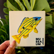 Ceramic Coaster - Stackpool Collection - Blue Banded Sea Perch (Square)