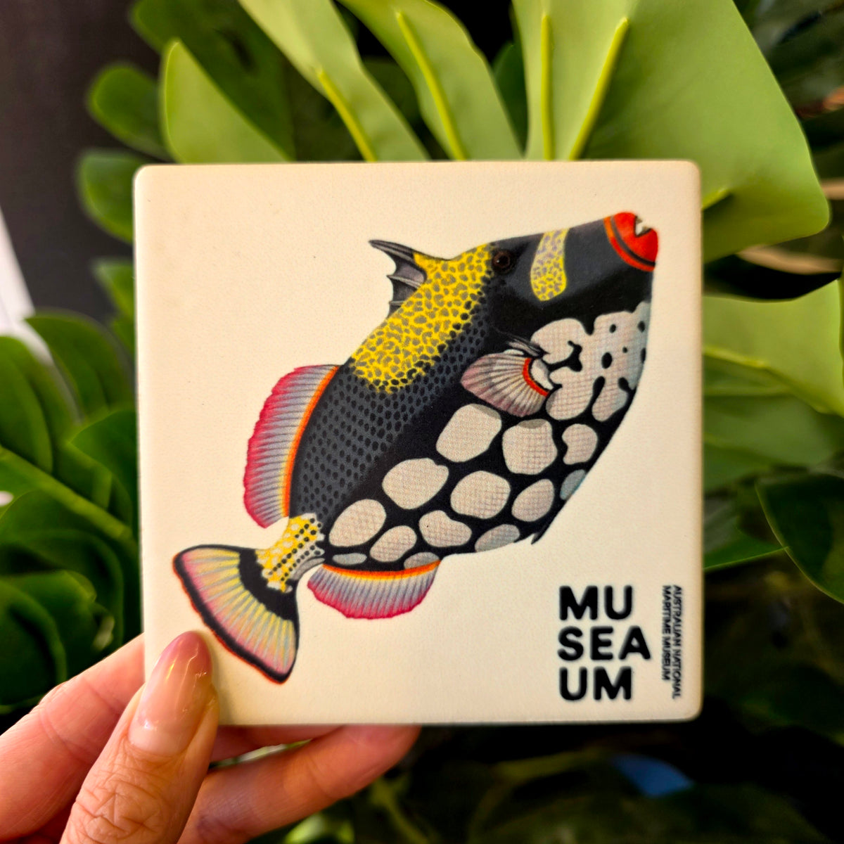 Ceramic Coaster - Stackpool Collection - Clown Trigger Fish (Square)