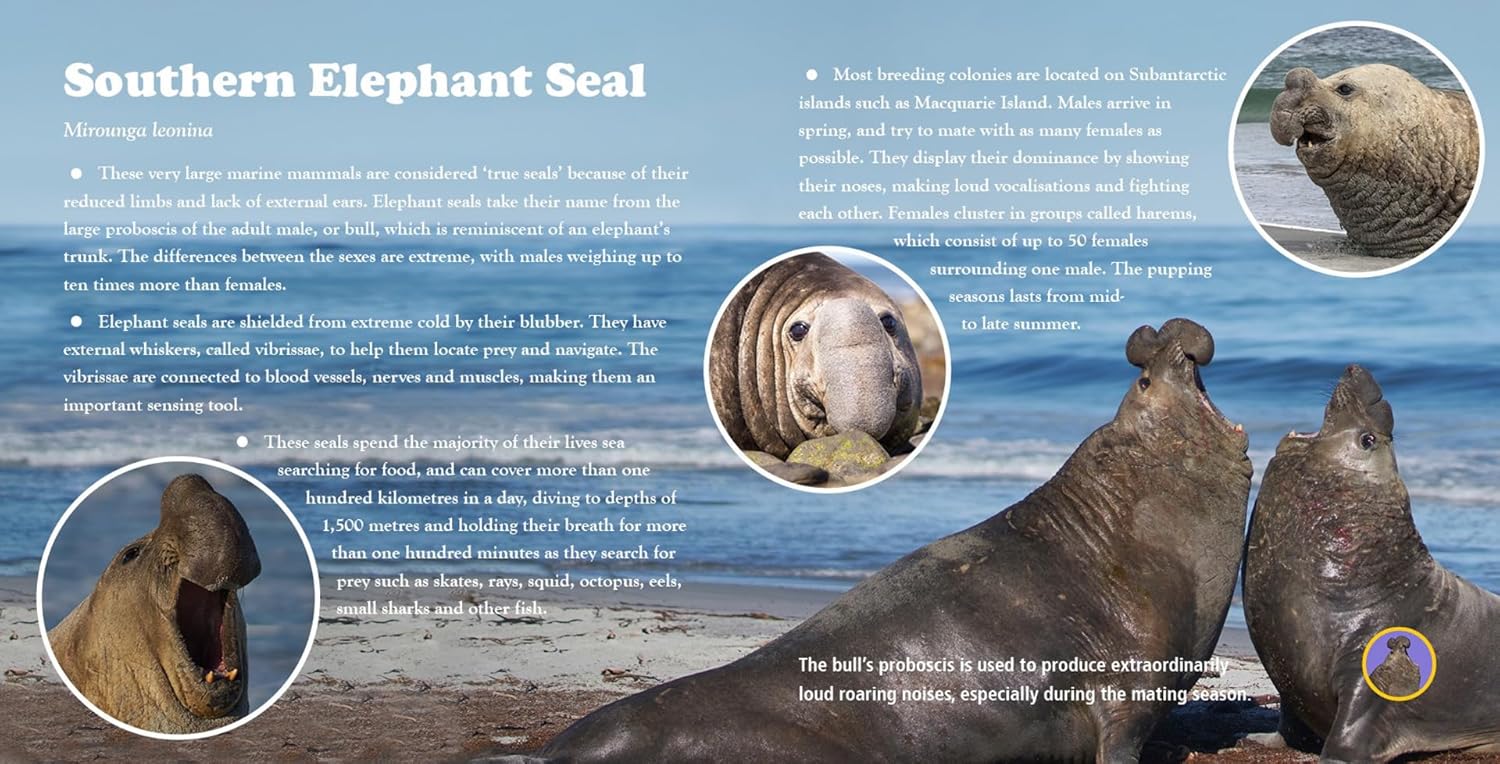 A First Book of Australian Seashore Wildlife Sounds