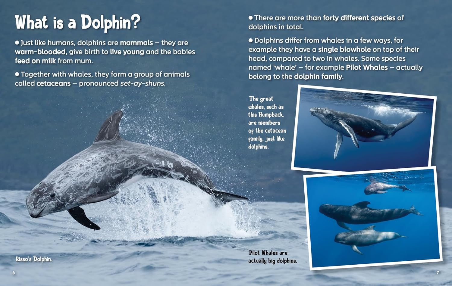 Did You Know?  Dolphins