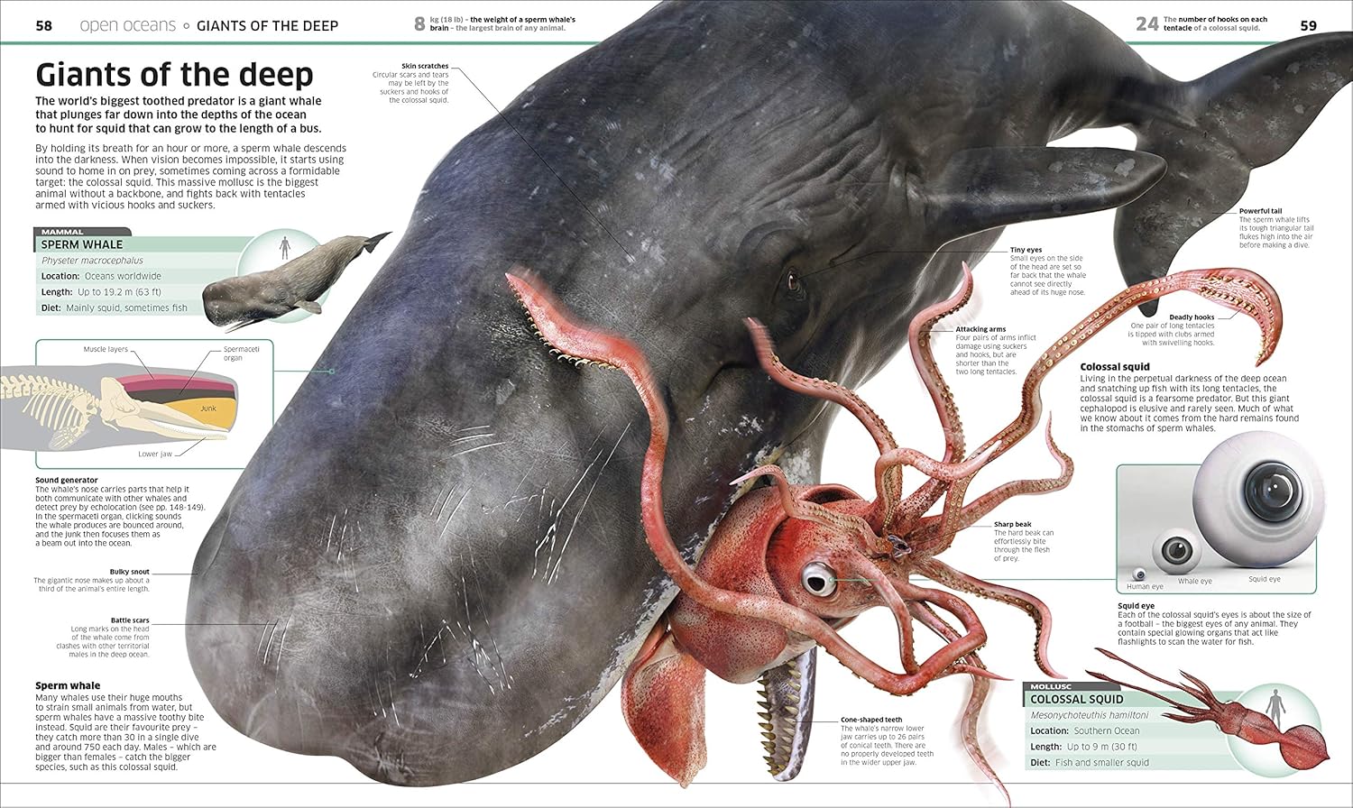 Knowledge Encyclopedia Ocean! Our Watery World As You've Never Seen It Before