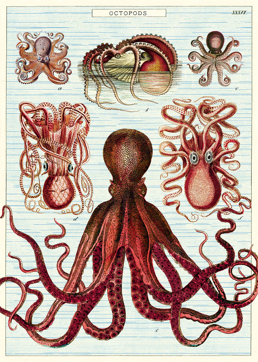 Vintage Poster - Octopus