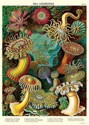 Vintage Poster - Sea Anemones