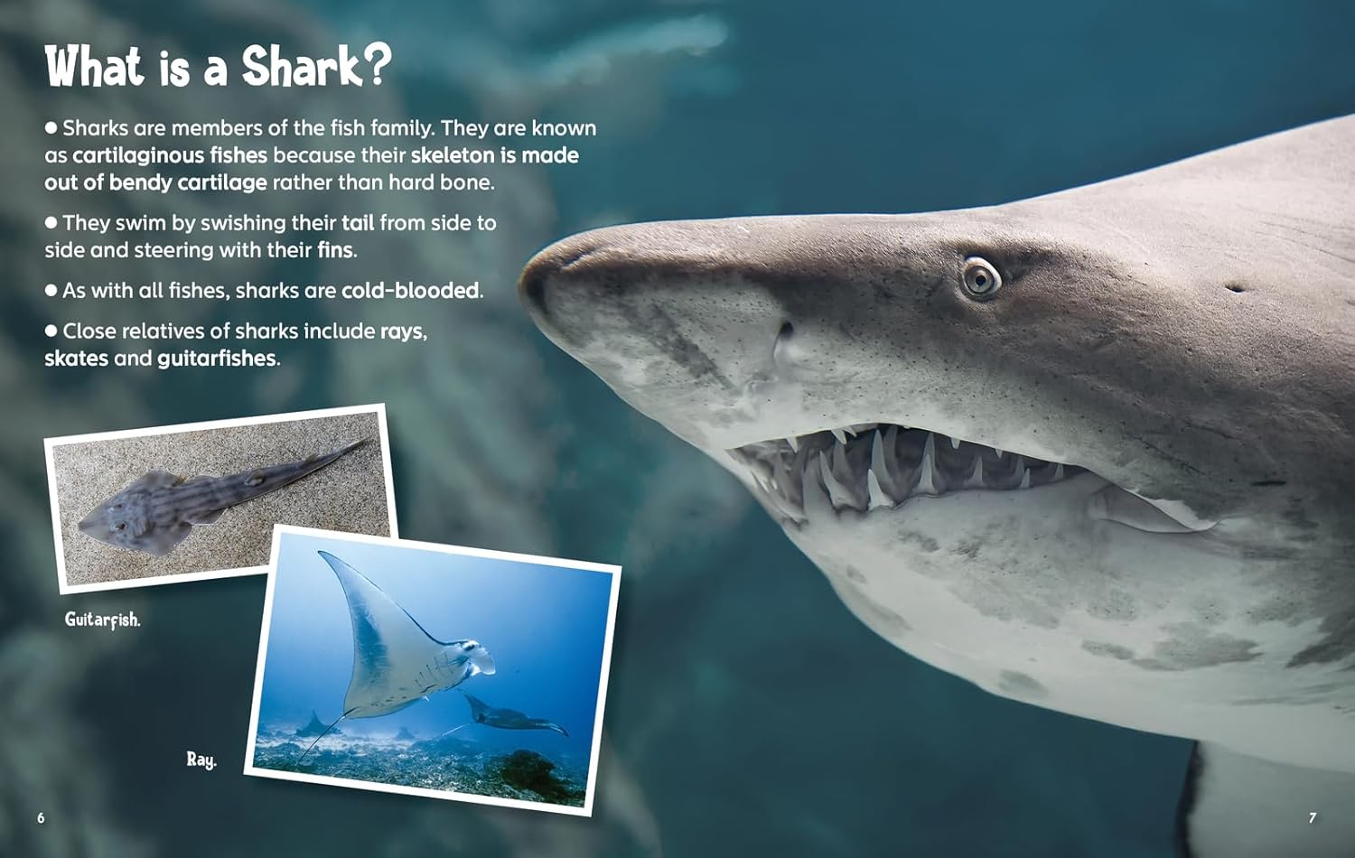 Did You Know? Sharks
