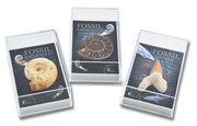 Gift Boxed Fossil - Ammonites and Shark Teeth