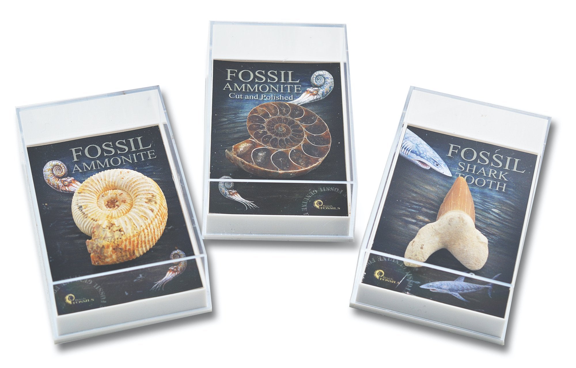 Gift Boxed Fossil - Ammonites and Shark Teeth