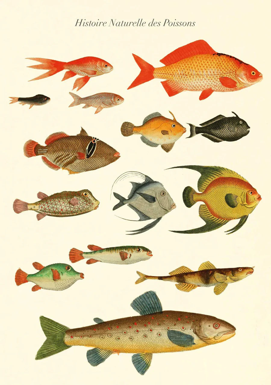 Greeting Card - History of Fish
