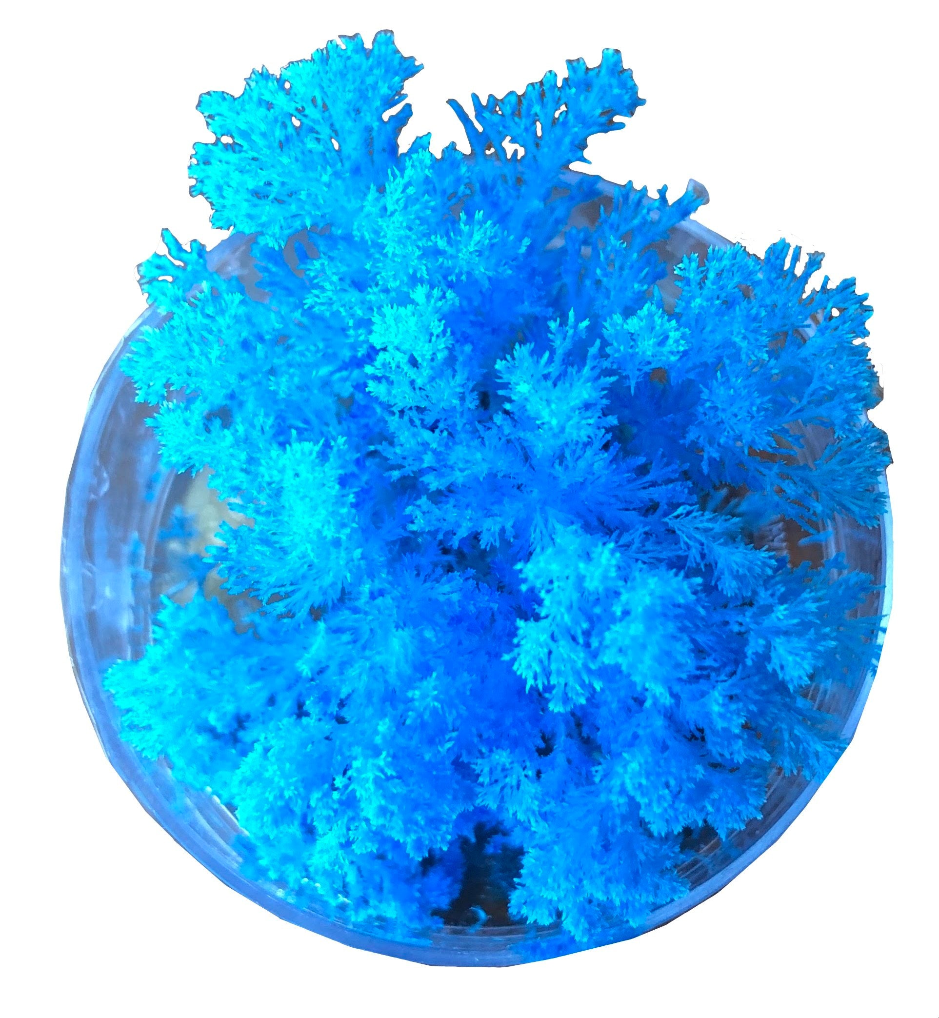 Grow Coral Reef Magic Rock