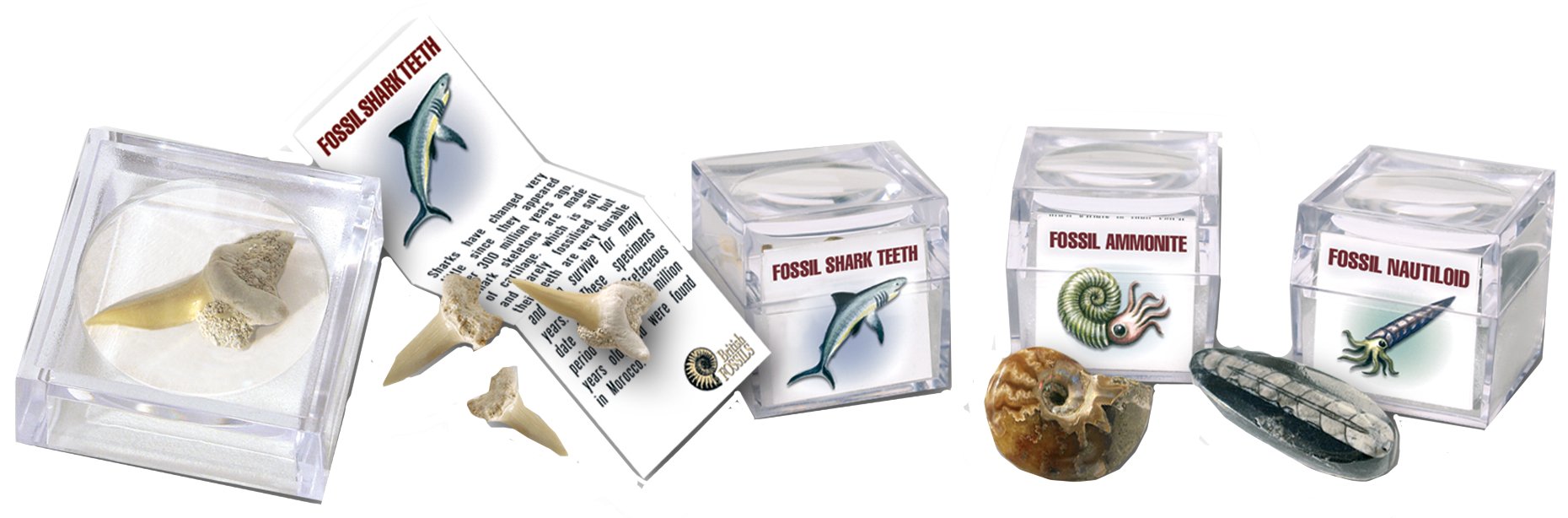 Magnifier Fossil Box