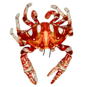 Red Crab Plush Toy