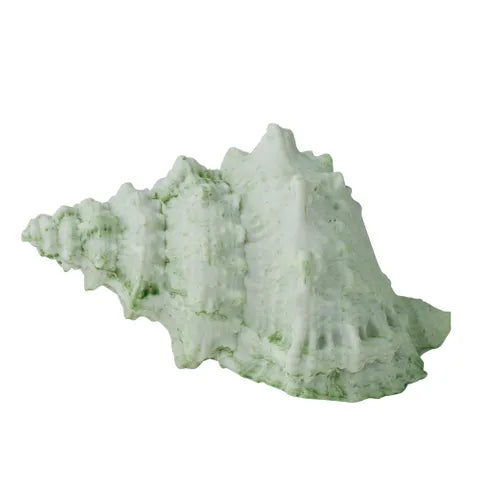 Sea Snail Resin Shell 14x10x7cm Mint - Coast to Coast