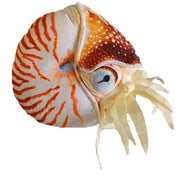Nautilus Shell Plush Toy