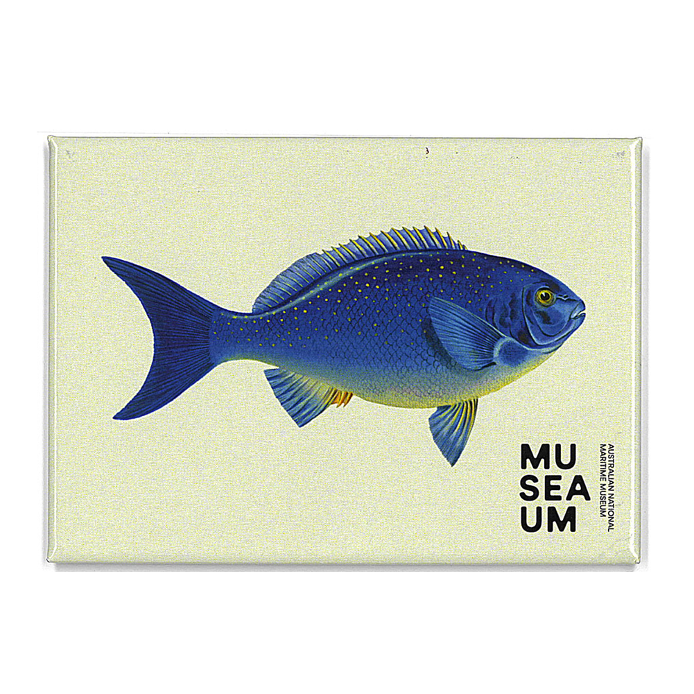 Magnet - Stackpool Collection - Bluefish