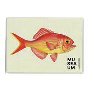 Magnet - Stackpool Collection - Goldfish