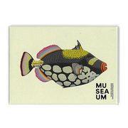 Magnet - Stackpool Collection - Clown Trigger Fish