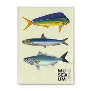 Magnet - Stackpool Collection - Trio of Fish